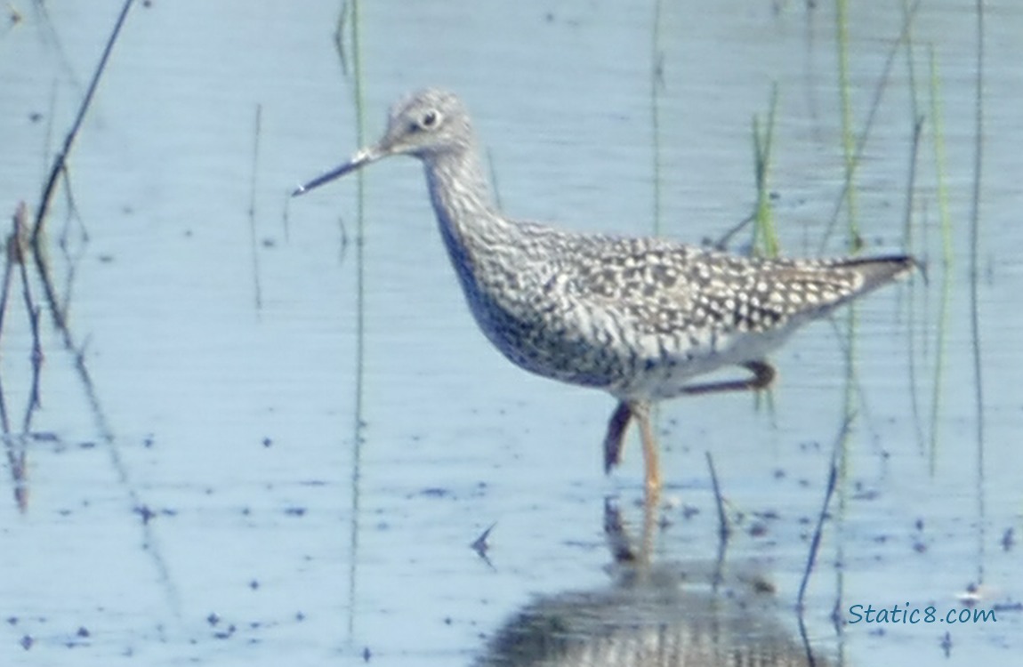 Long Bill Dowitcher walking in shallow water