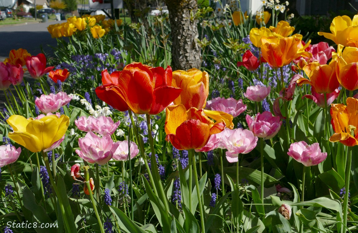 All different colours of Tulip blooms in a flower bed