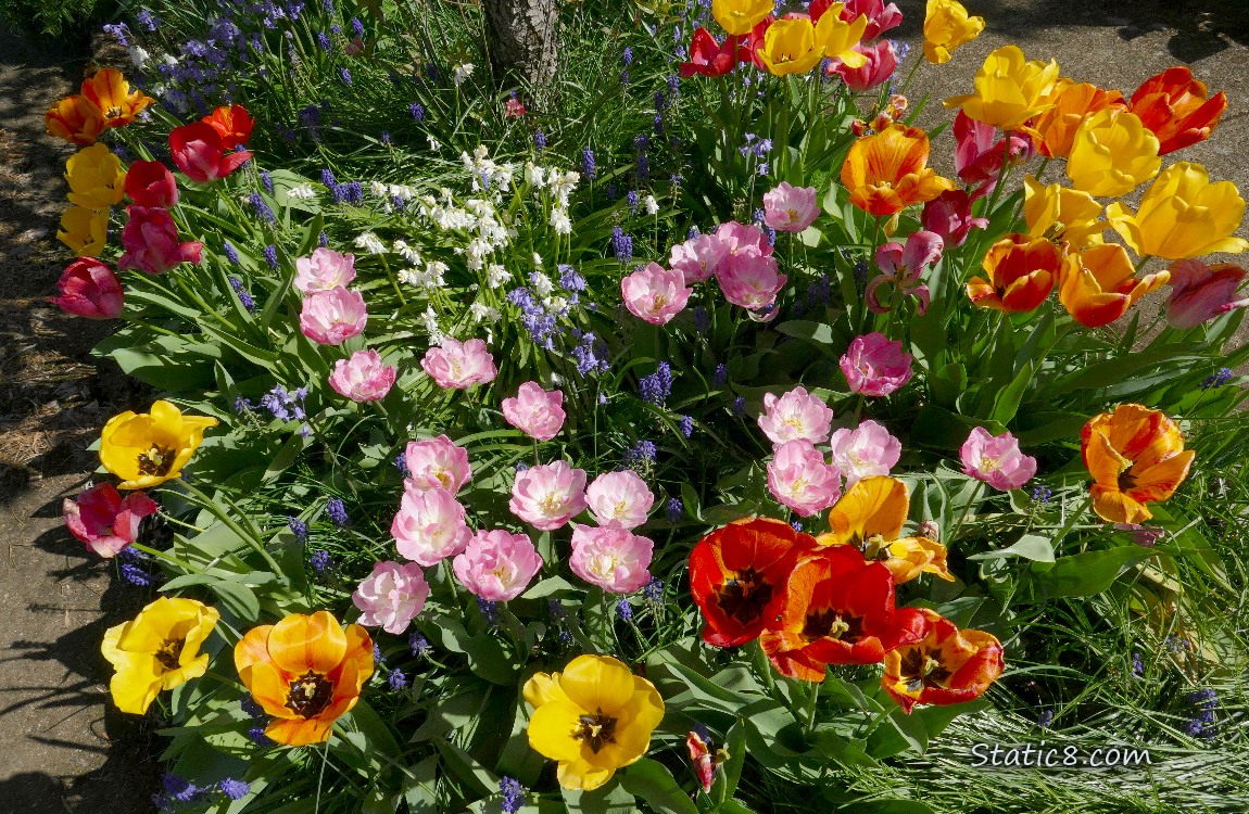 Looking down at blooming tulips
