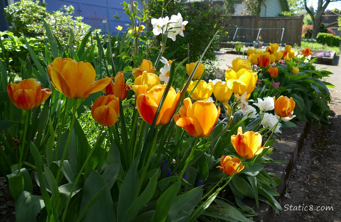 Orange Tulips blooming in a flower bed the shade, some catching the light