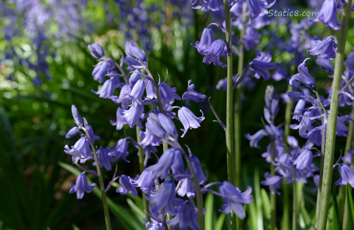 Spanish Bluebell blooms