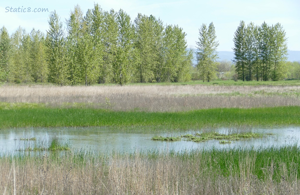 Grassy pond with trees in the background