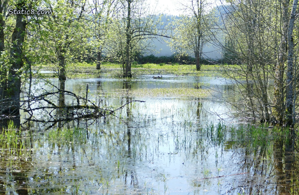 Pond with trees and grass and geese in the distance