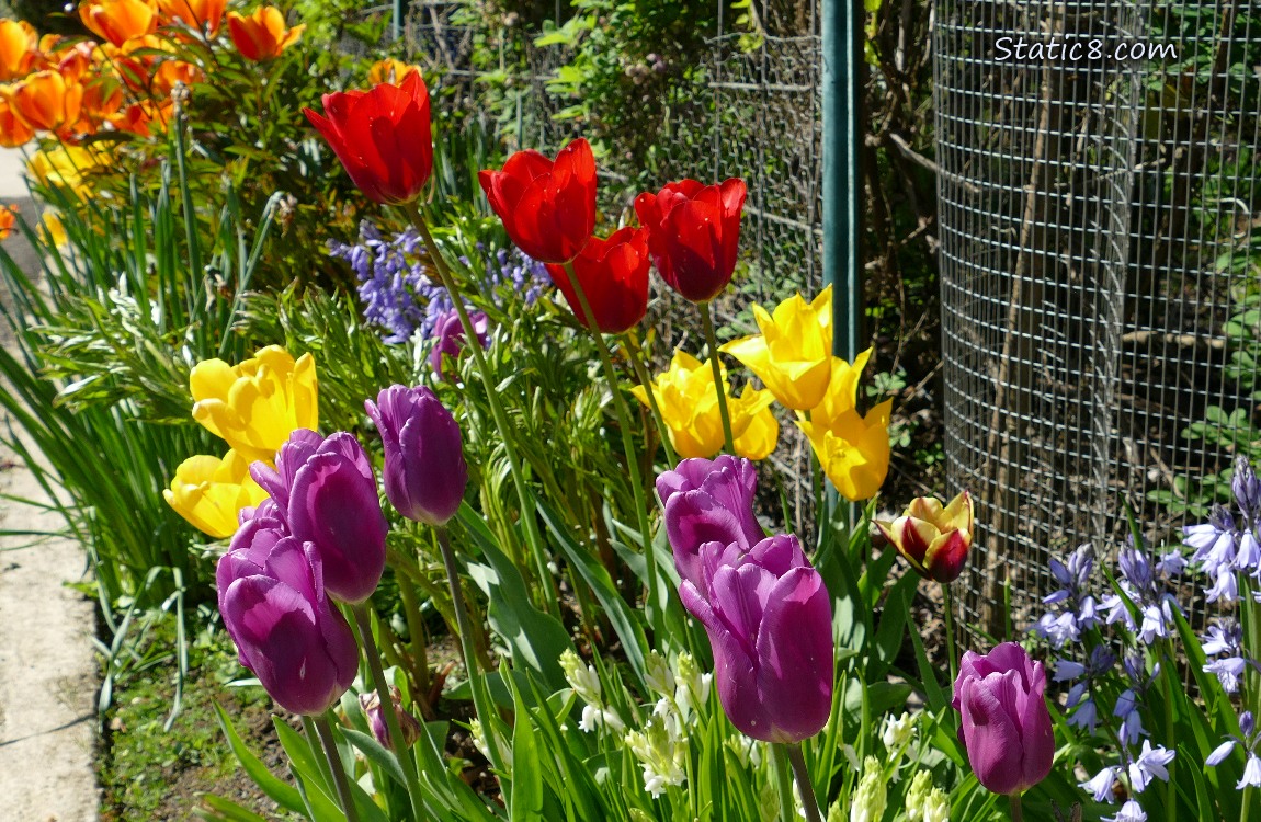 Different coloured Tulip blooms in a flower bed
