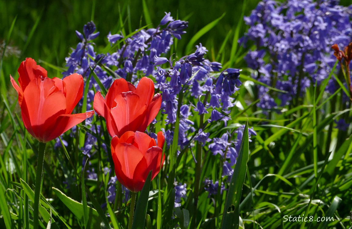 Red Tulip blooms in front of purple Spanish Bluebells