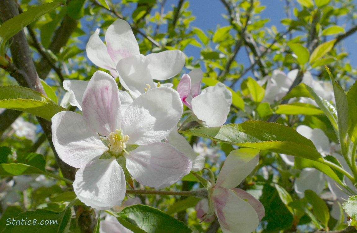 Apple Blossoms surrounded by leaves on the tree