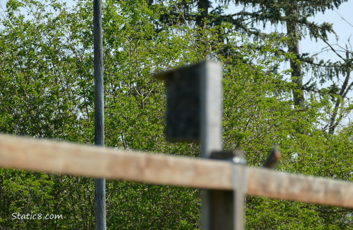 Blurry Bluebird standing on a wood fence next to a blurry nesting box