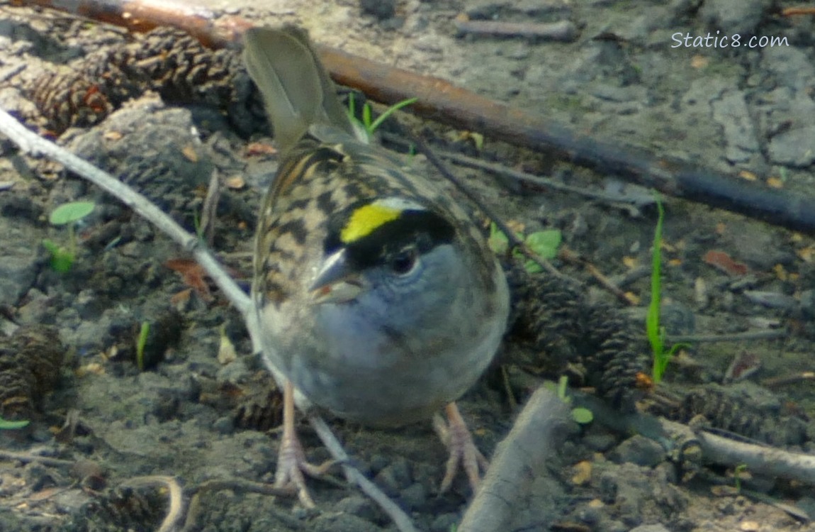 Golden Crown Sparrow standing on the ground with pine cones