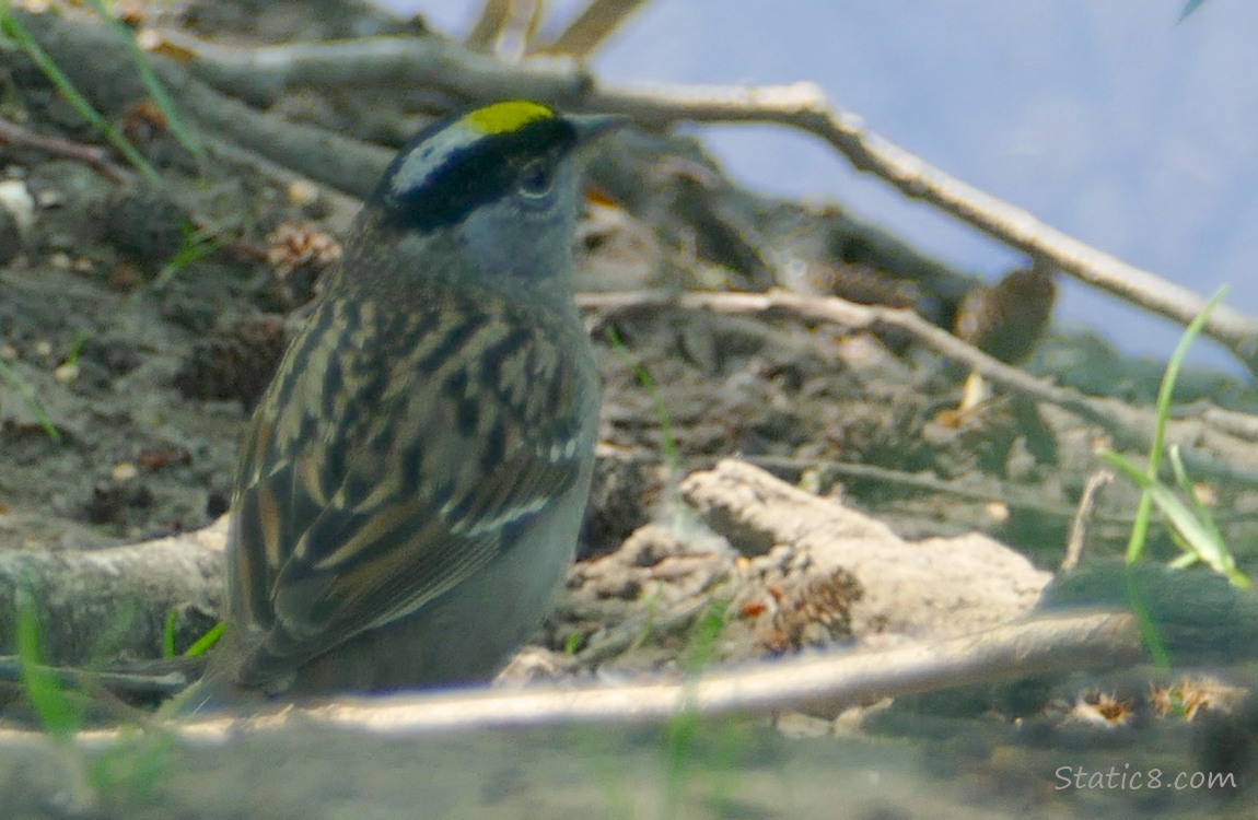 Golden Crown Sparrow standing on the ground