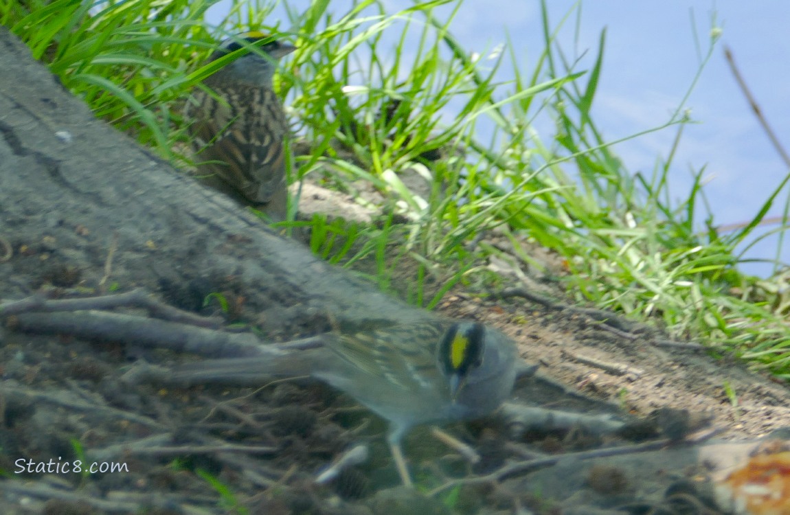 Two Golden Crown Sparrows standing on the ground next to the root of a tree