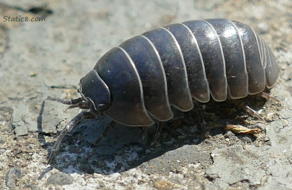 Close up of a Roly Poly walking on the sidewalk