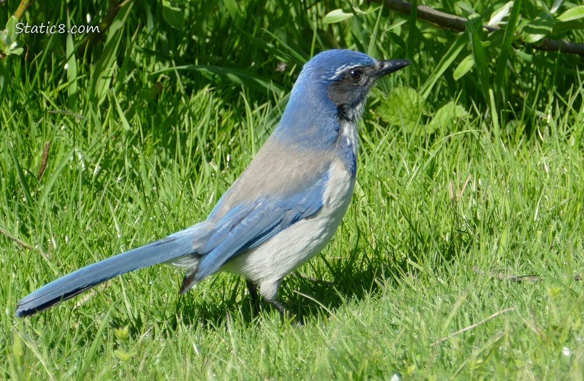 Scrub Jay standing in the grass, looking slightly away