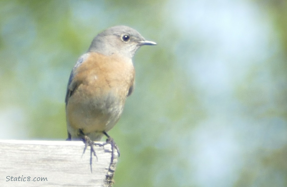 Female Bluebird standing on a wood fence