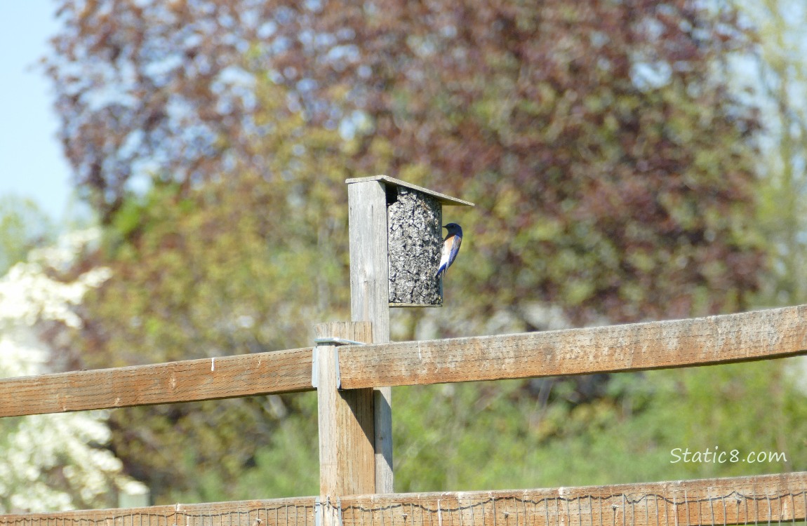 Bluebird at a nesting box attached to a wood fence