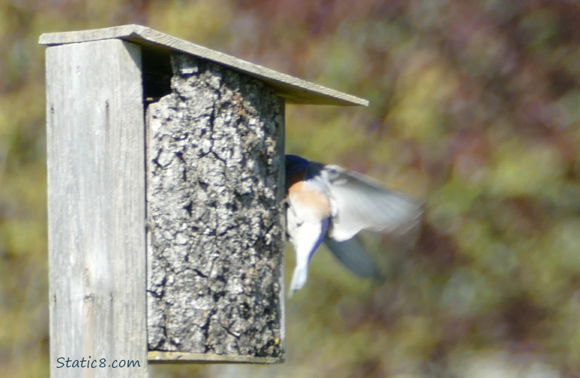Bluebird fluttering his wings to look into a nesting box