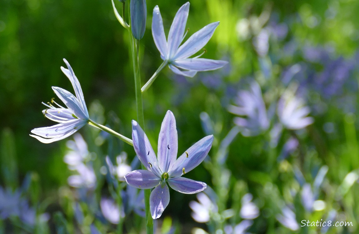 Camas Lily blooms