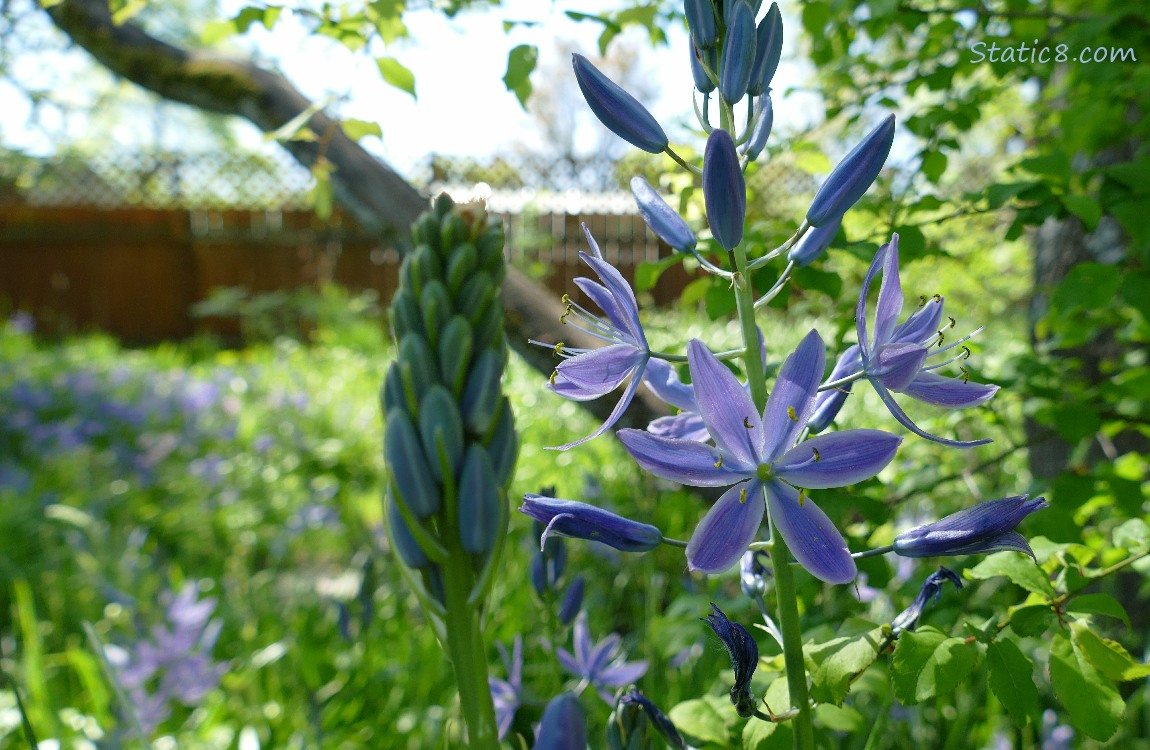 Camas Lily Blooms