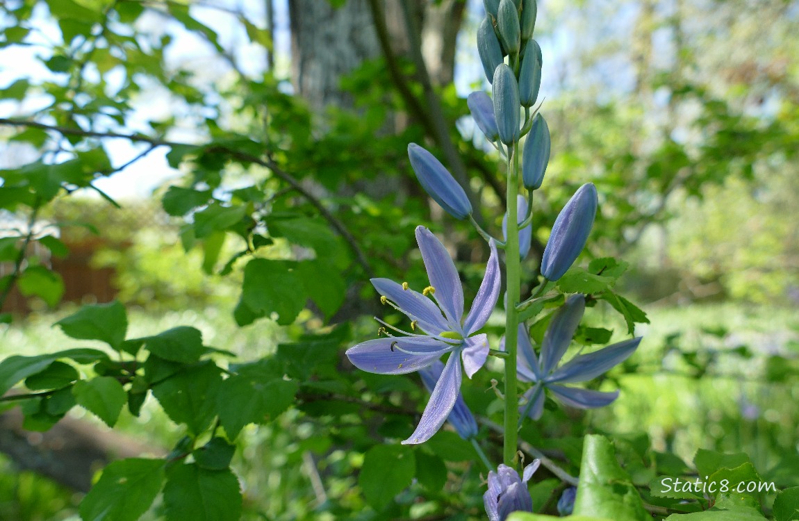 Camas Lily blooms