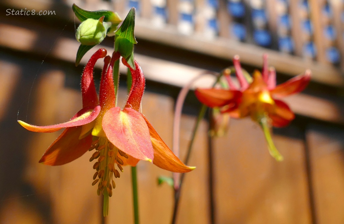 Two red Columbine blooms in front of a wood fence