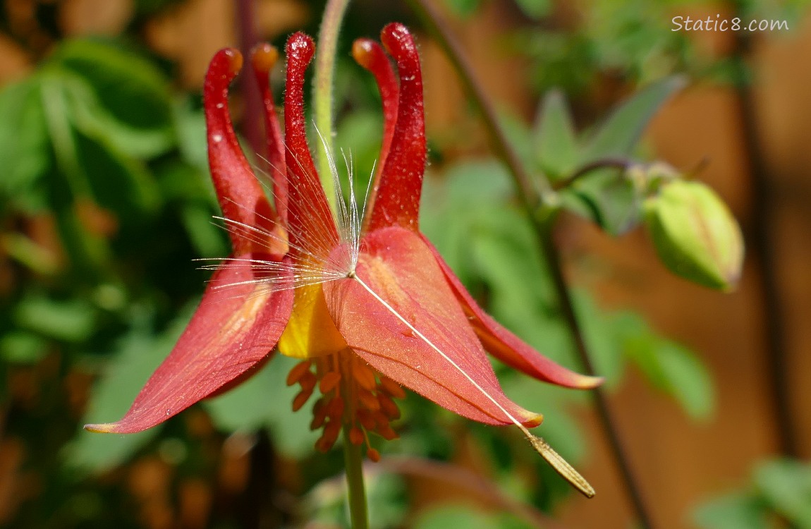 Red Columbine bloom with a dandelion seed attached to it