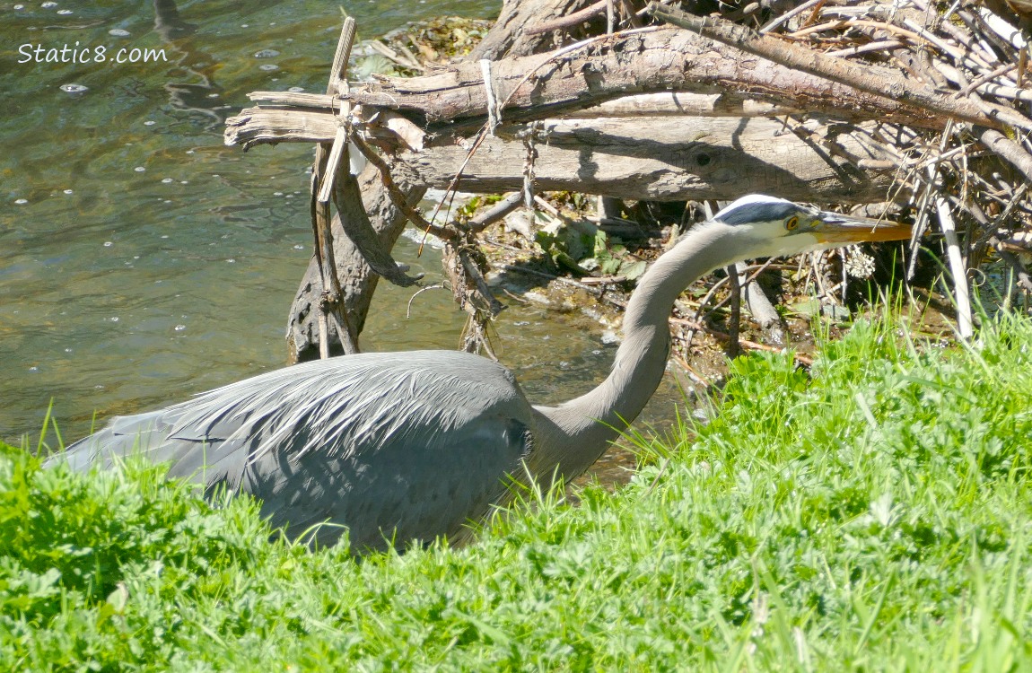 Great Blue Heron looking into a pile of dead branches, hunting