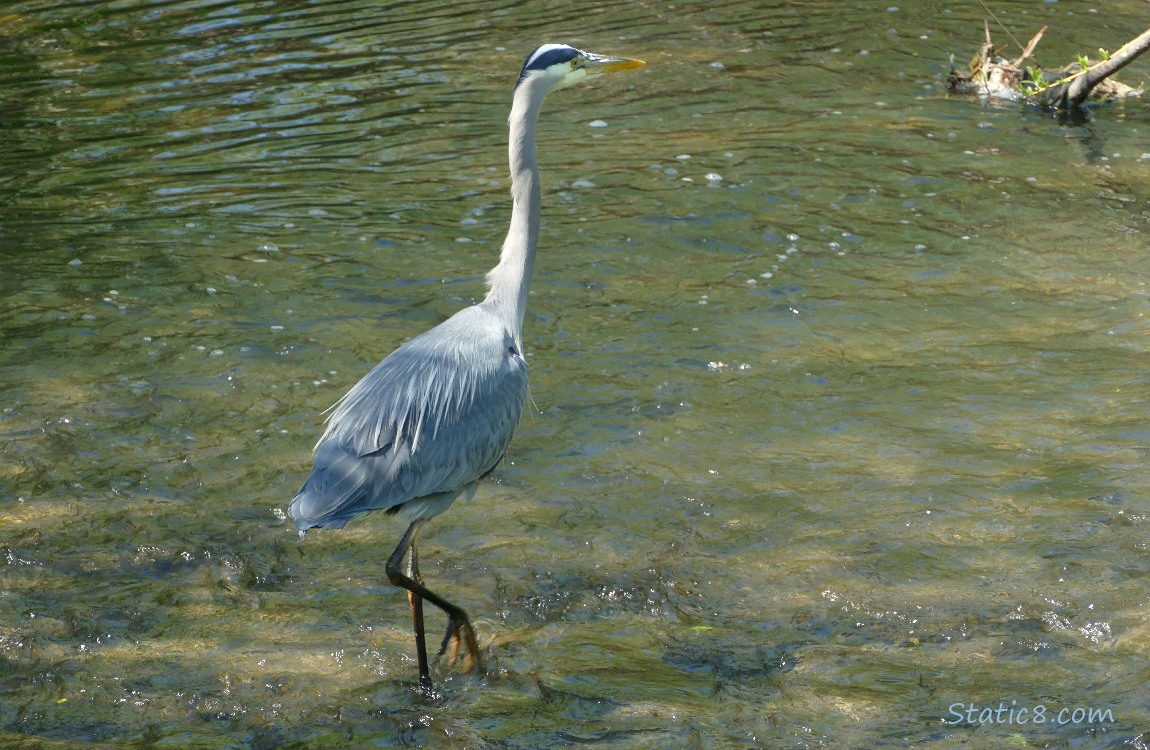 Great Blue Heron walking in shallow water