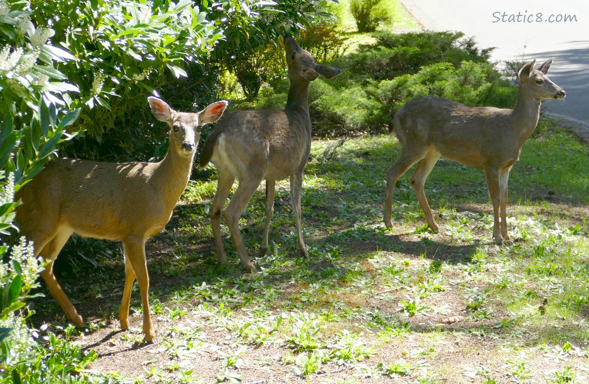 Three Black Tail Deers standing next to a road