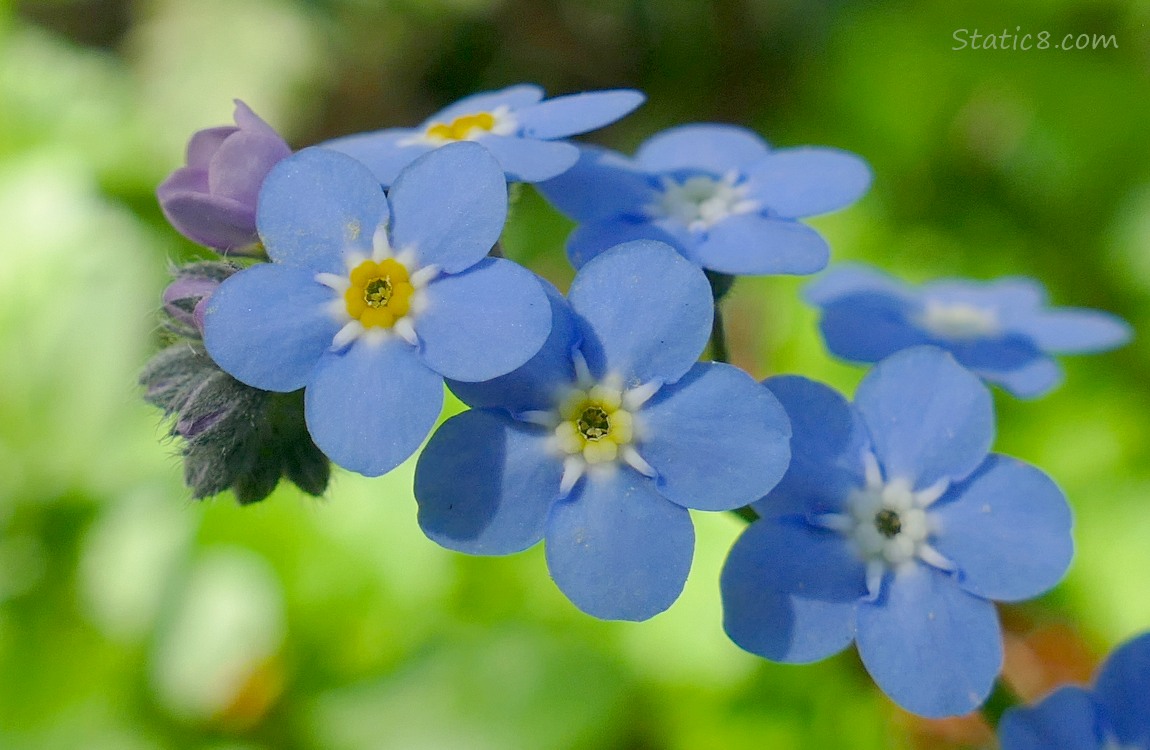 Forget Me Not blooms