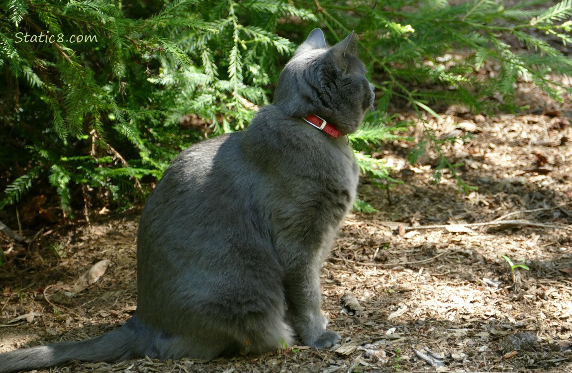 Dark grey cat with a collar, sitting in front of a fir tree, looking away