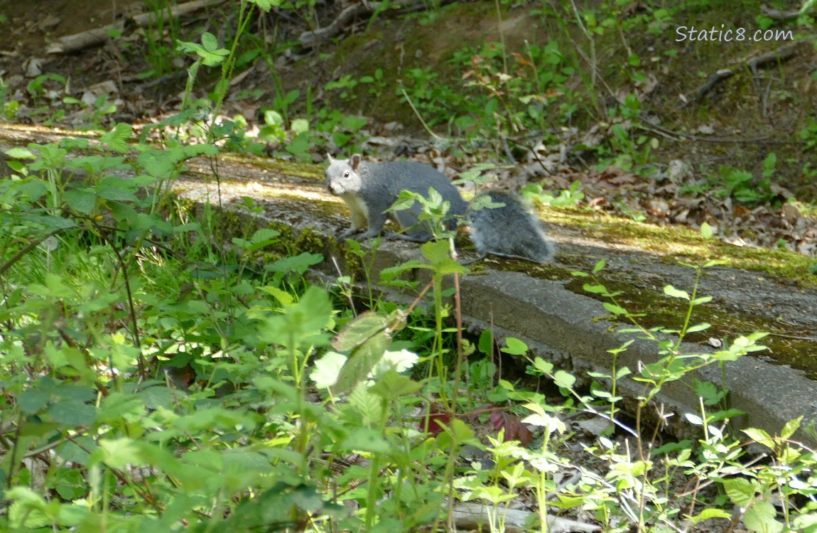 Western Grey Squirrel sitting on a paved path in a forest