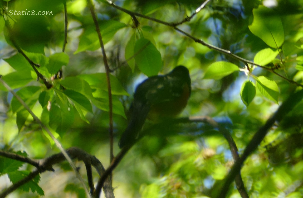 Towhee standing on a branch among green leaves