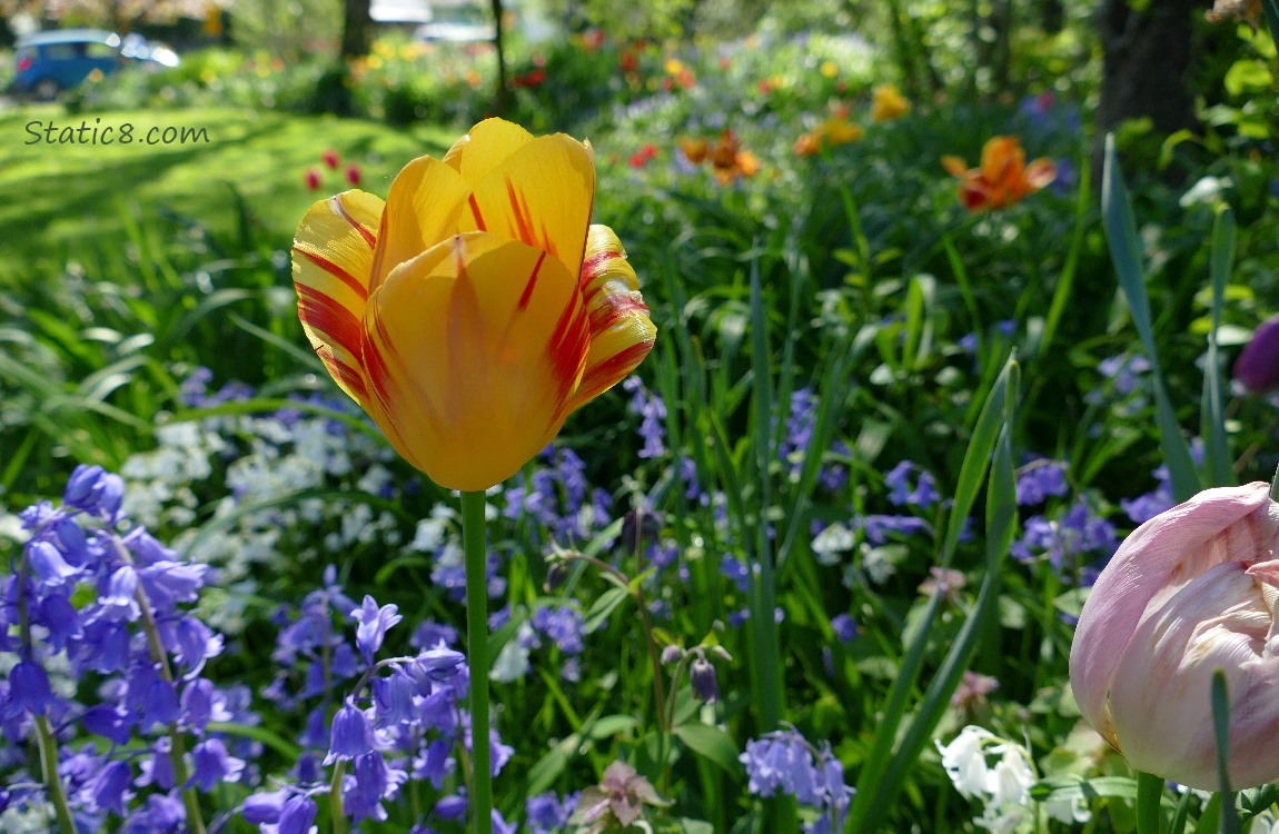 Striped yellow and red tulip surrounded by other flowers, a blue car in the corner