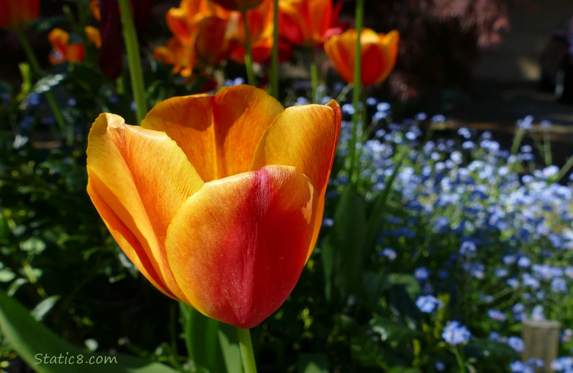 Orange tulip bloom with Forget Me Nots in the background