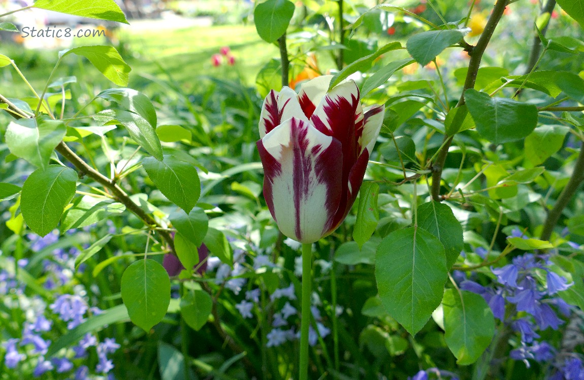 Striped red and white tulip bloom surrounded by leaves of a tree and Spanish Bluebells