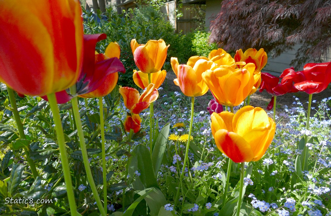 Yellow and orange Tulips surrounded by Forget Me Nots