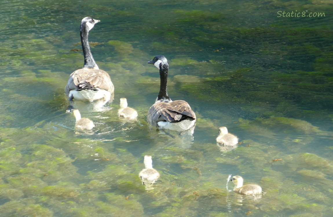 Two Canada Geese paddling on the water with five goslings