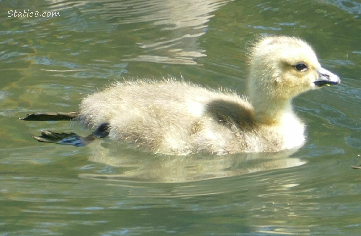 Canada Goose gosling paddling in the water, their feet trailing behind them