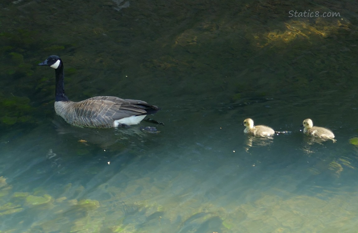 Canada Goose paddling in the water, followed by two goslings
