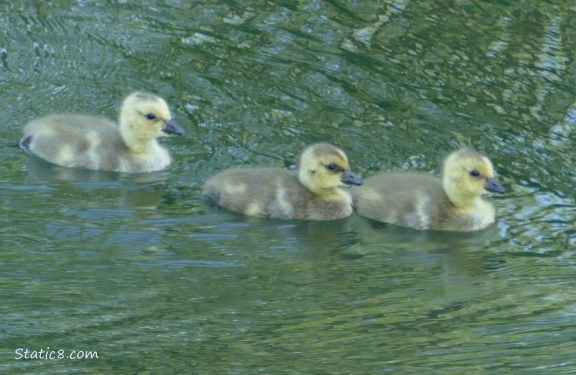 Three goslings paddling on the water