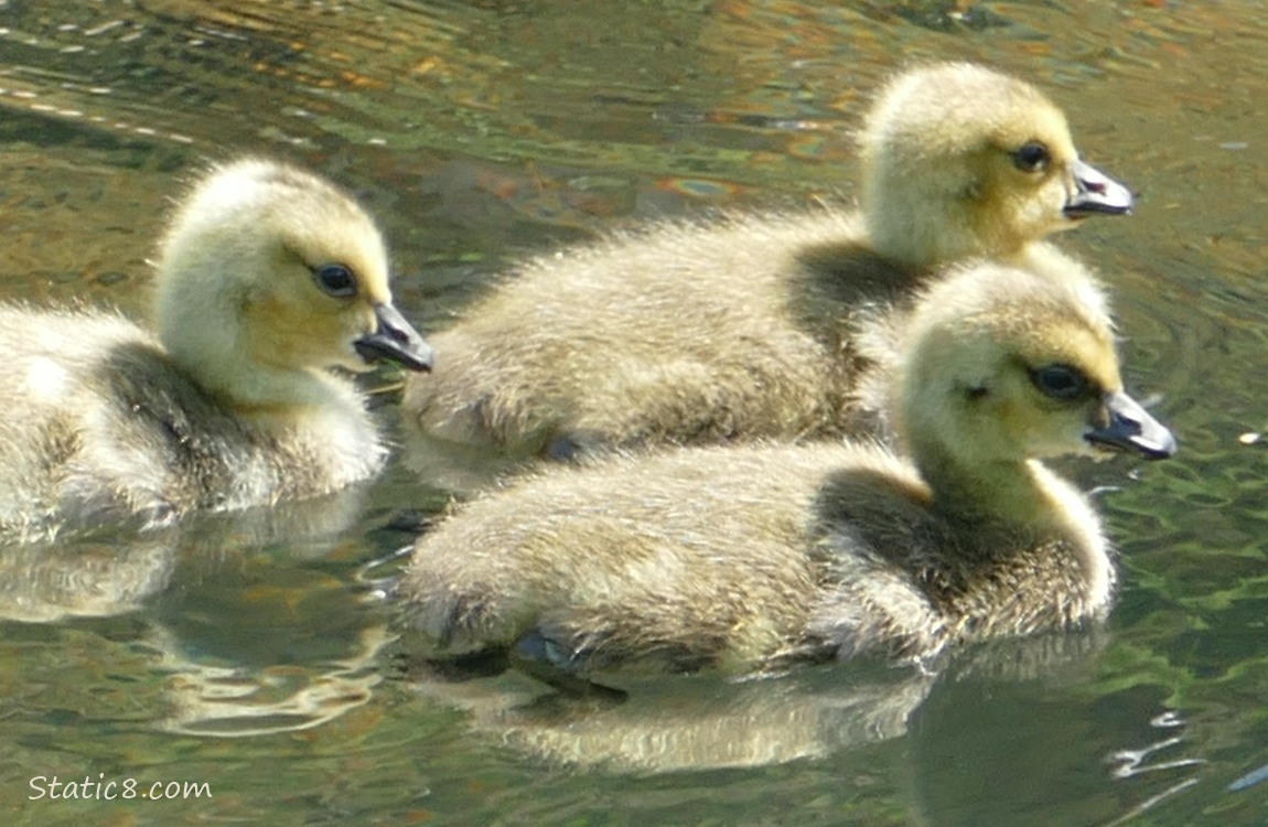 Three goslings paddling on the water