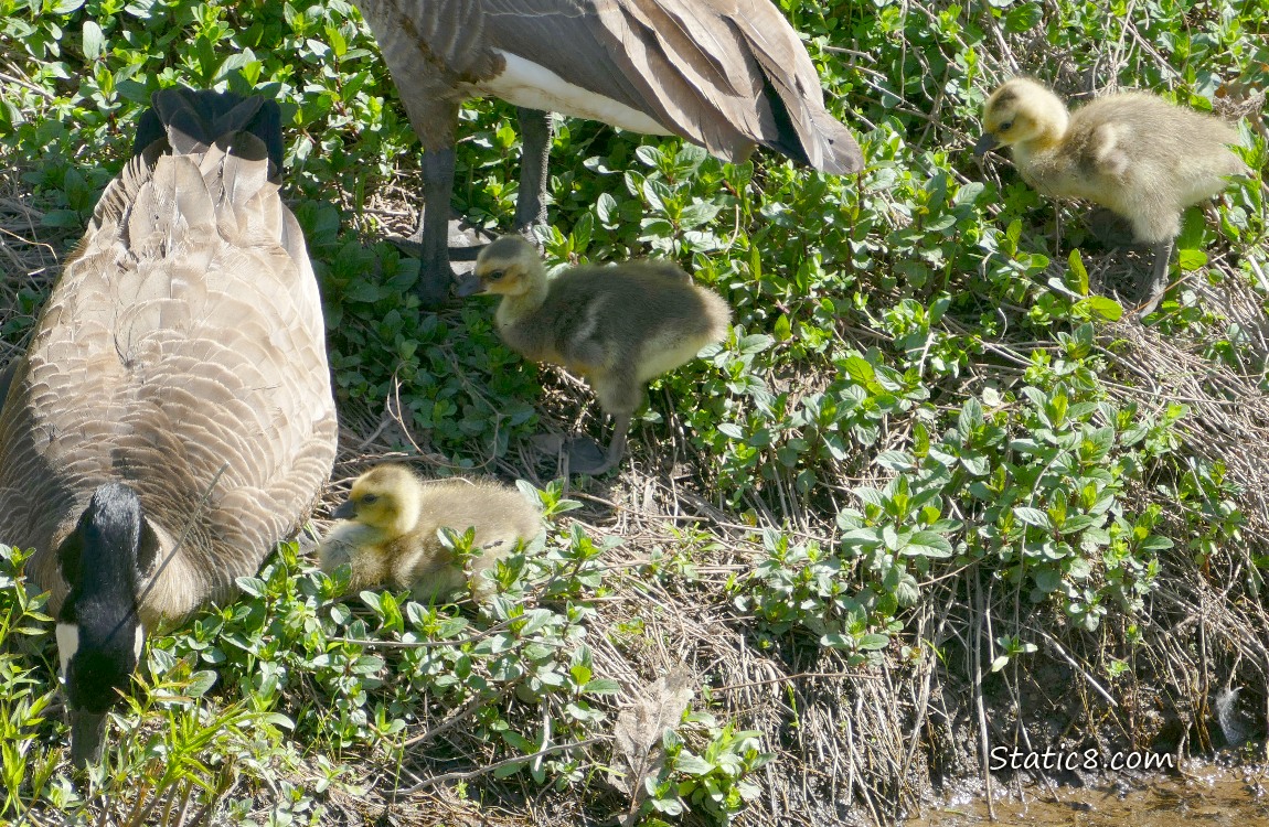Canada Geese parents with three babies sitting and standing on the bank over the pond