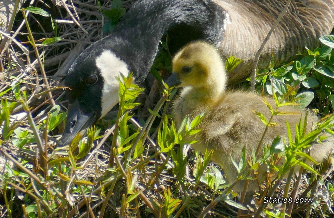 Canada Goose parent with baby on the bank