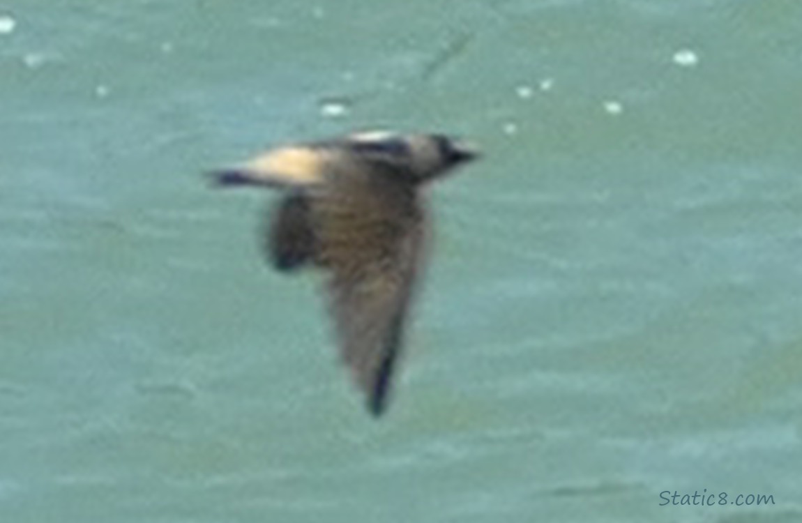 Looking down at a swallow flying over the water