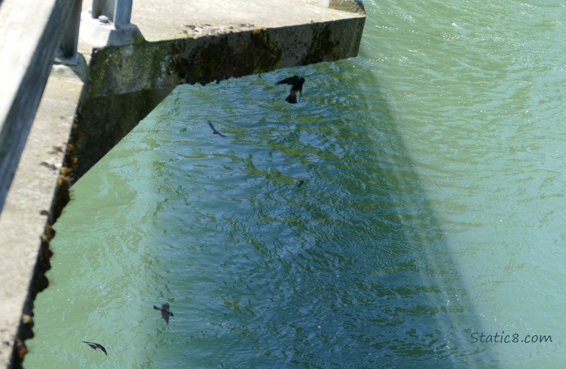 Looking down from a bridge at silhouettes of swallows flying over the water