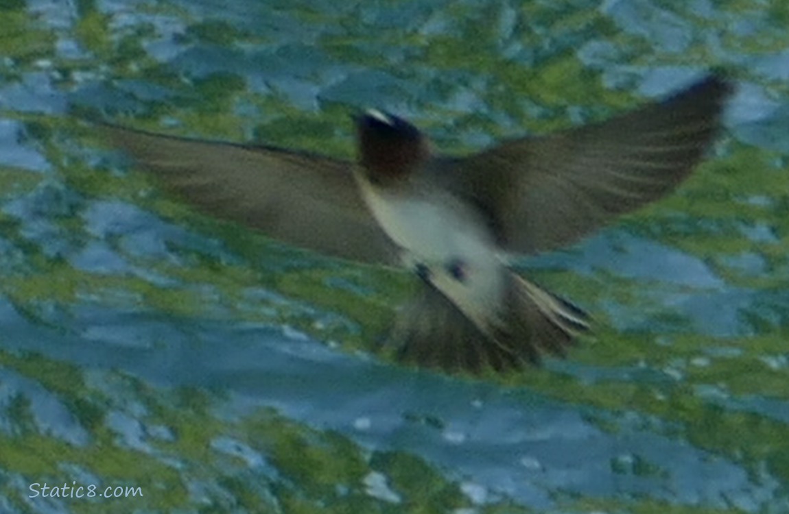 Cliff Swallow swooping up