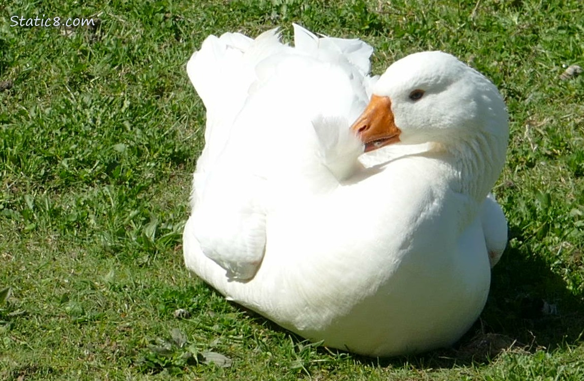 A white domesticated Graylag goose preening on the grass
