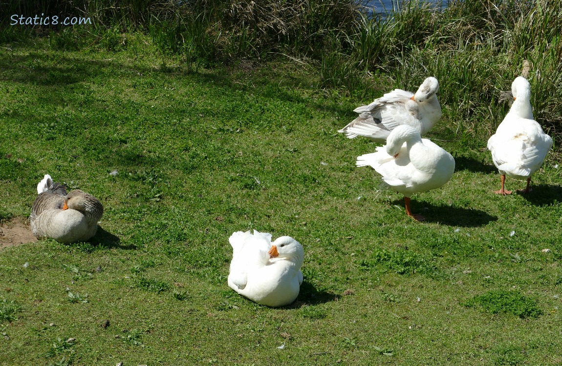 Five Greylag Geese preening on the grass