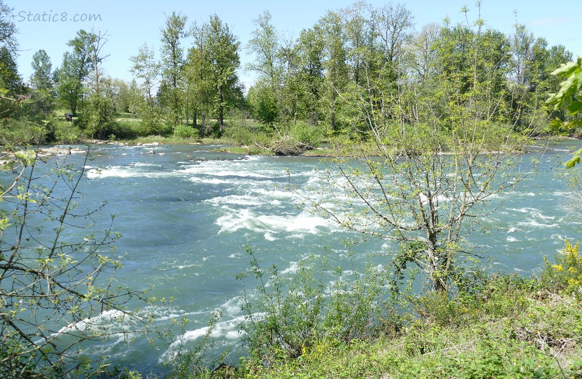 Looking across the river at the trees on the other side