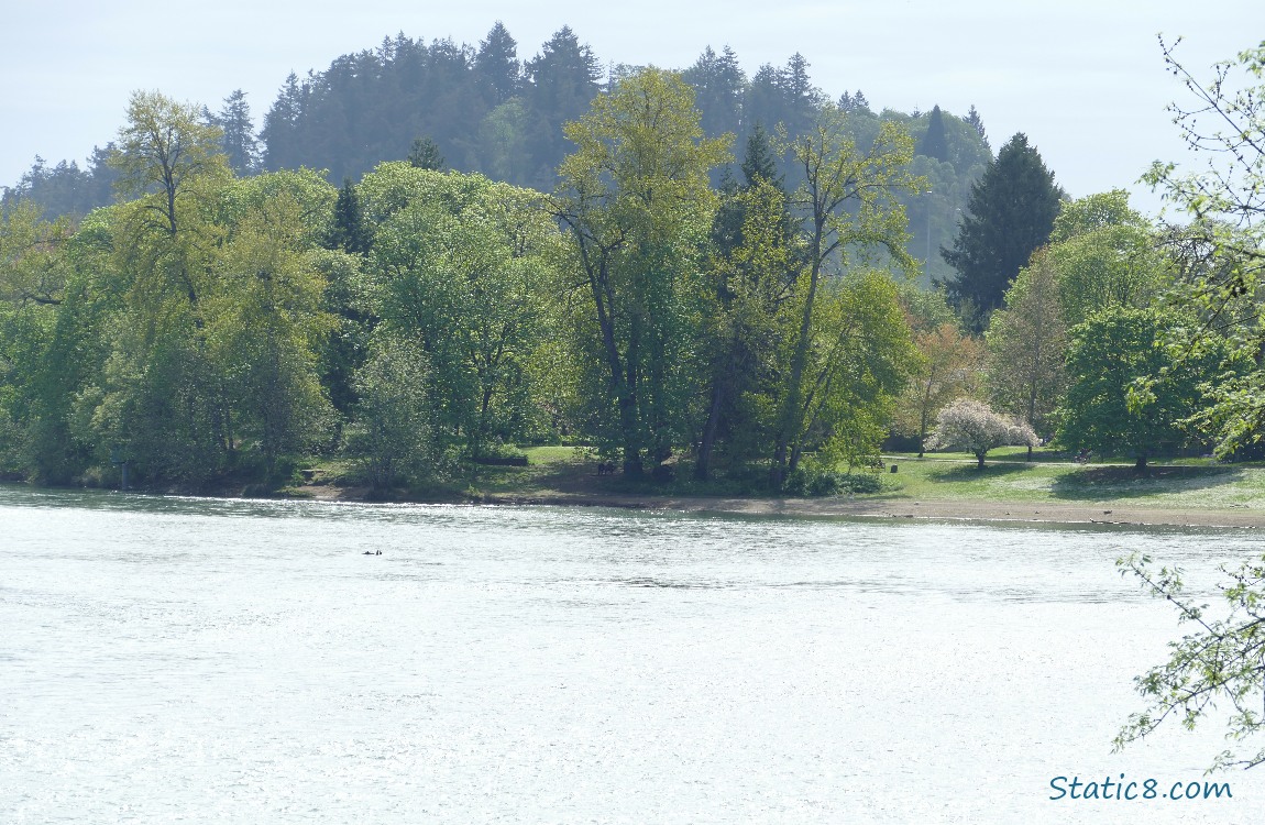 looking across the river at the trees on the other side