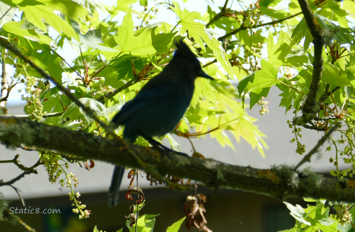 Silhouette of a Stellar Jay standing on a branch with bright sun lit leaves
